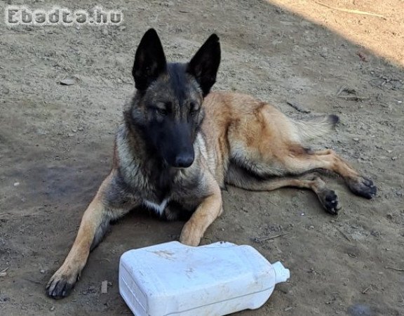 Belga Juhászkutya Malinois
