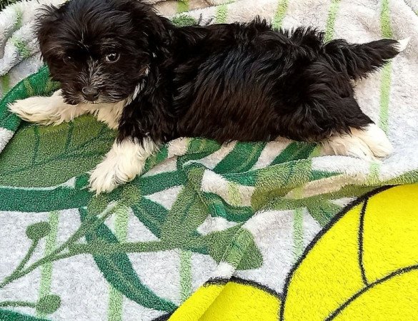 Bichon Havanese