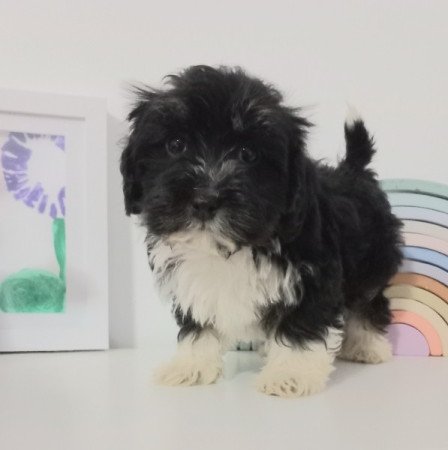 Bichon Havanese