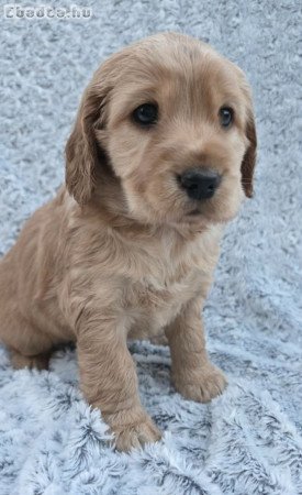 Angol cocker Spaniel