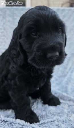 Angol cocker Spaniel