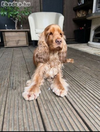 Angol cocker Spaniel