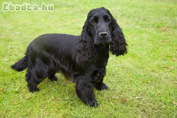 Angol cocker Spaniel