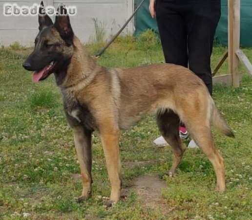 Belga Juhászkutya Malinois