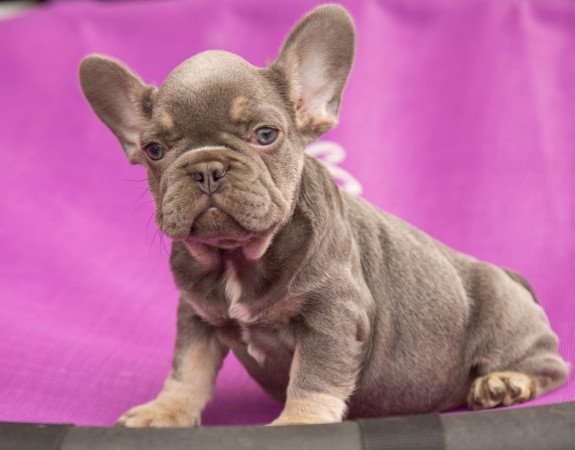 eladó francia bulldog minőségi blue and tan lilac and tan kiskutyák