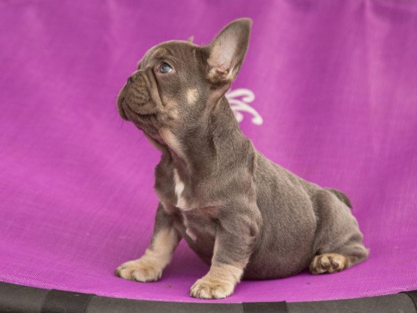 eladó francia bulldog minőségi blue and tan lilac and tan kiskutyák