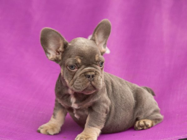 eladó francia bulldog minőségi blue and tan lilac and tan kiskutyák