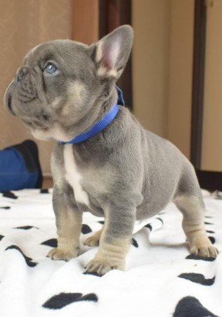 eladó francia bulldog minőségi blue and tan lilac and tan kiskutyák