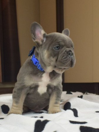 eladó francia bulldog minőségi blue and tan lilac and tan kiskutyák