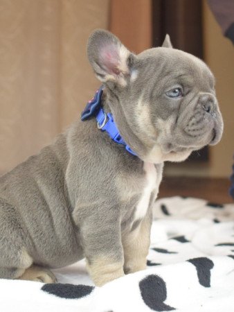 eladó francia bulldog minőségi blue and tan lilac and tan kiskutyák