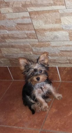 Yorkshire Terrier