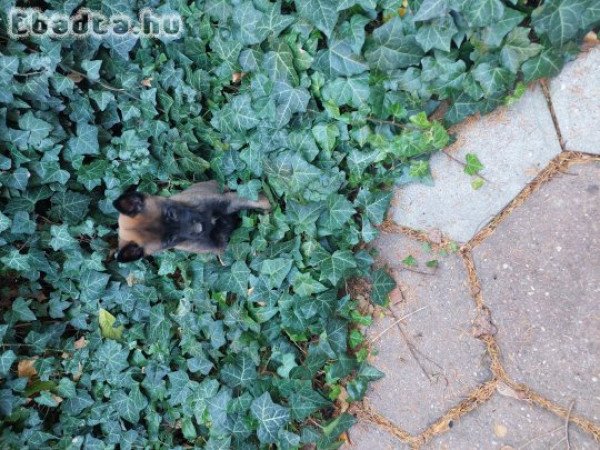 Fajtatiszta Belga juhász kölykök (Malinois)