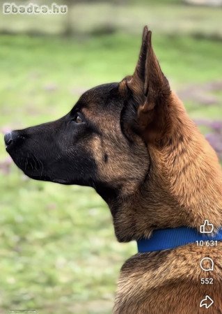 Fajtatiszta Belga juhász kölykök (Malinois)