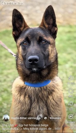 Fajtatiszta Belga juhász kölykök (Malinois)
