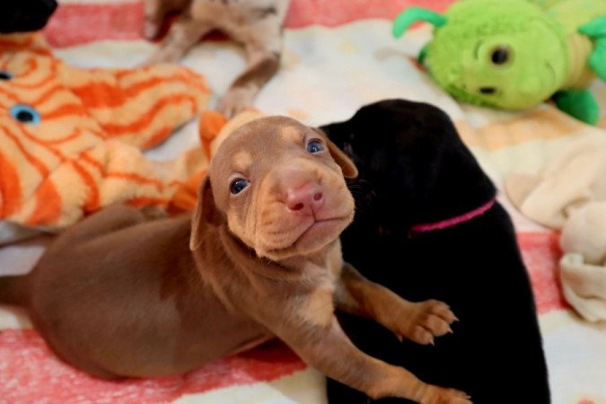 Catahoula Leopárdkutya