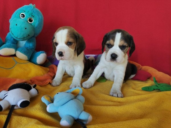 Beagle