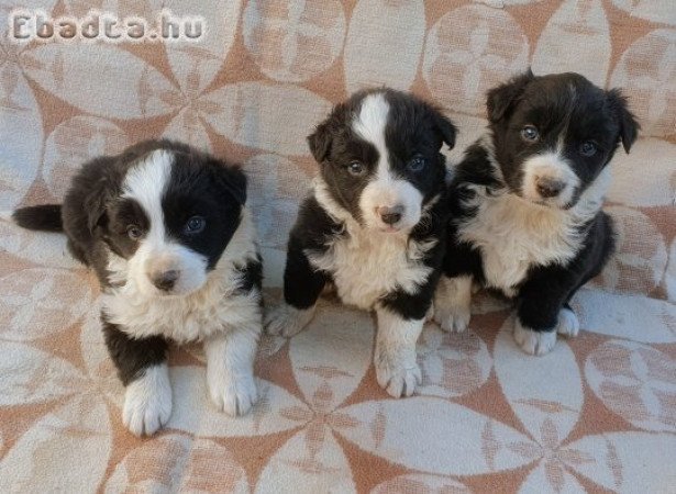 Border collie kiskutyák