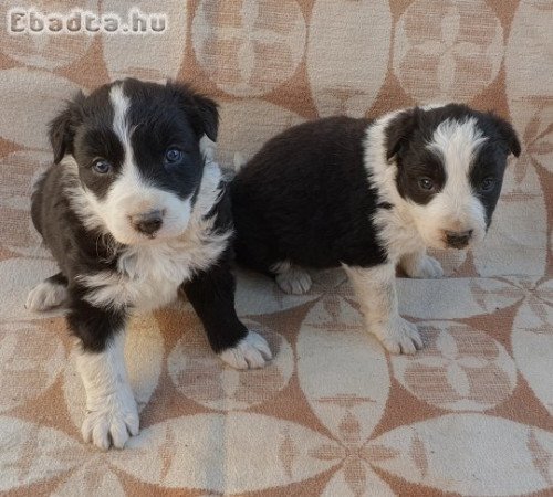 Border collie kiskutyák