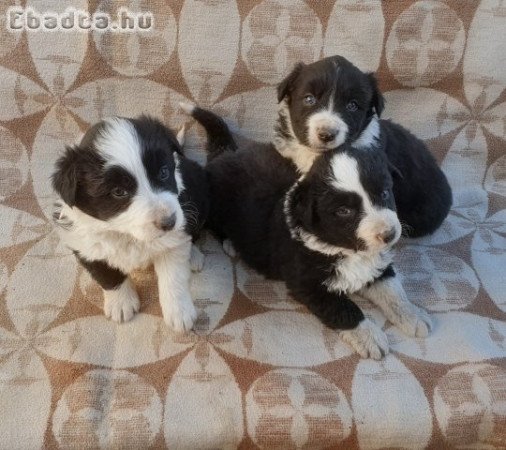 Border collie kiskutyák