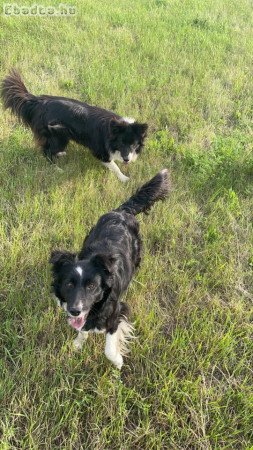 Border collie kiskutyák