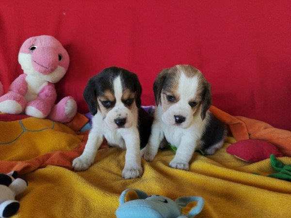 Beagle