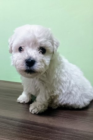 Bichon havanese