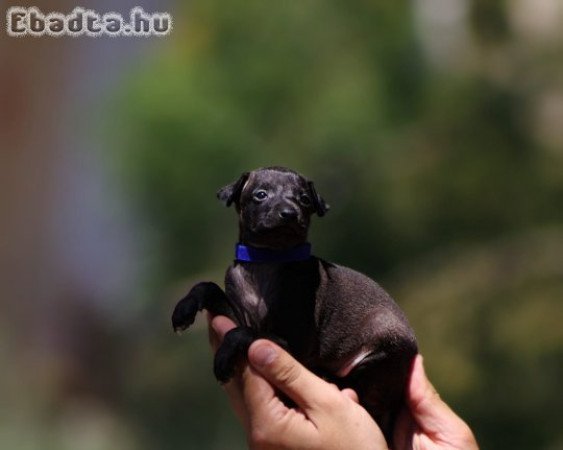 Italian greyhound puppies available for booking.