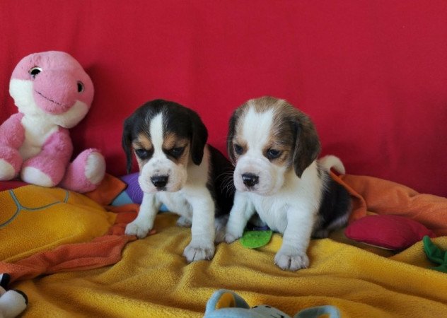 Beagle