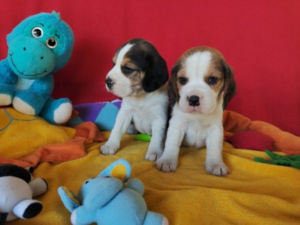 Beagle