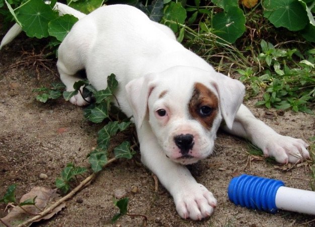 amerikai bulldog