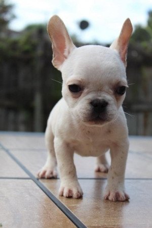 Francia bulldog
