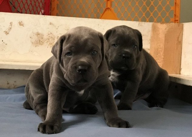 Cane Corso