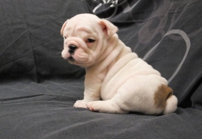angol bulldog