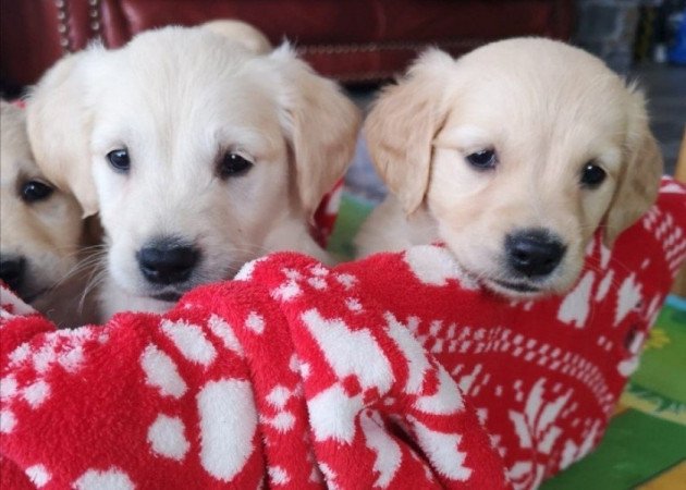 golden retriever