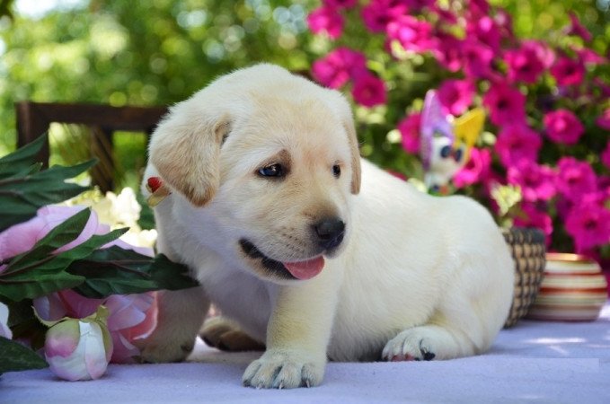 labrador retriever