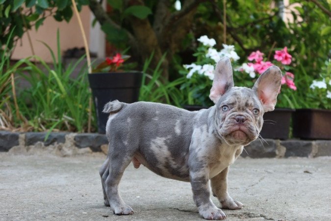 Francia bulldog