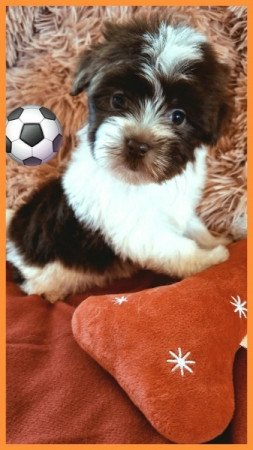 Bichon havanese
