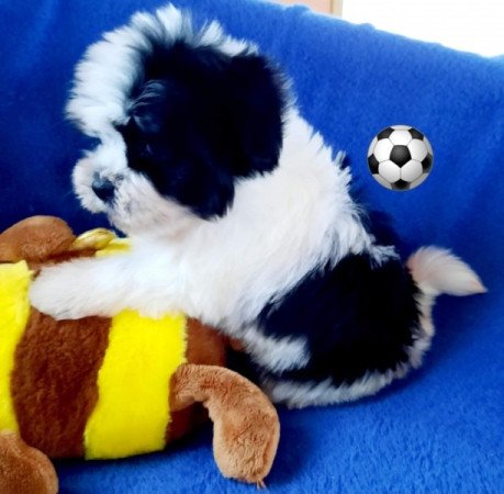 Bichon havanese