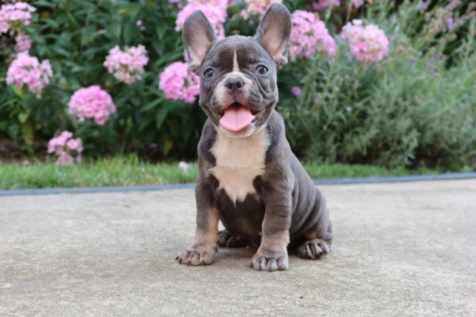 Francia bulldog