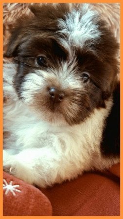 Bichon havanese