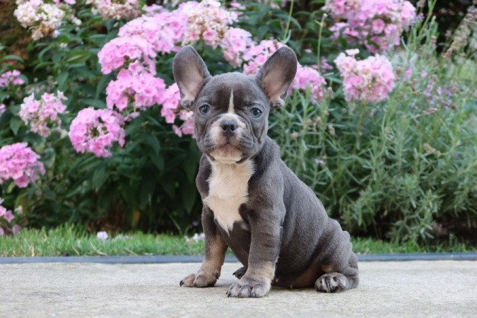 Francia bulldog