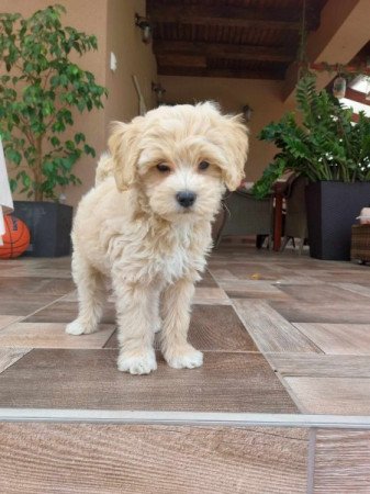 Maltipoo