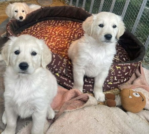 Golden Retriever