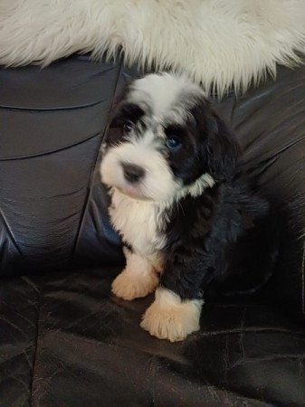 bichon havanese