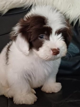 bichon havanese