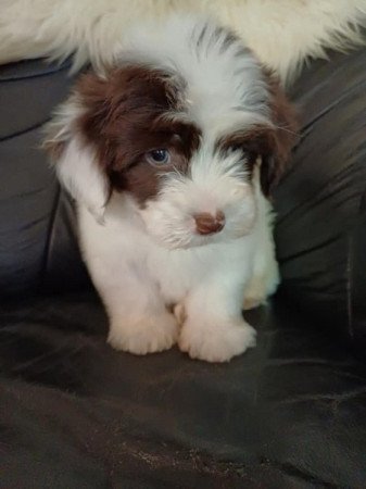 bichon havanese