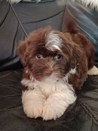 bichon havanese