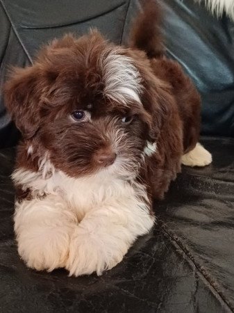 bichon havanese