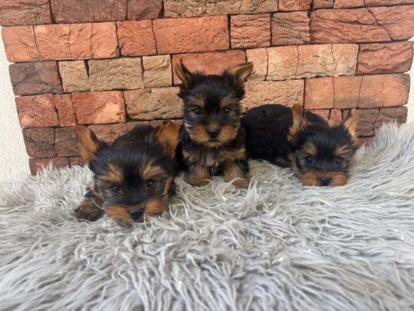 Yorkshire terrier