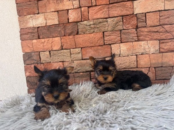 Yorkshire terrier